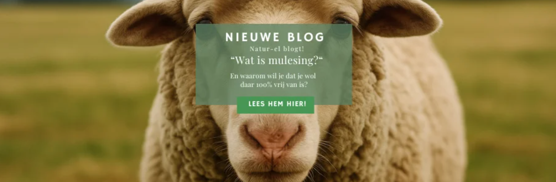 Mulesingvrije wol bij Natur-el – alleen merken met GOTS, RWS, IVN BEST of KbT keurmerk